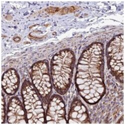 TIGD6, Rabbit, Polyclonal Antibody, Abnova 100 &mu;L | Buy Online | Abnova Corporation | Fisher Scientific