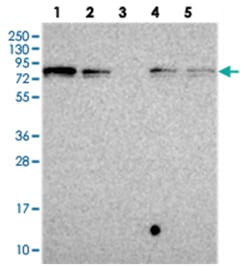 GSPT2, Rabbit, Polyclonal Antibody, Abnova 100 &mu;L | Buy Online | Abnova Corporation | Fisher Scientific