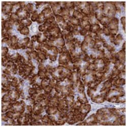 TMEM97, Rabbit, Polyclonal Antibody, Abnova 100 &mu;L | Buy Online | Abnova Corporation | Fisher Scientific