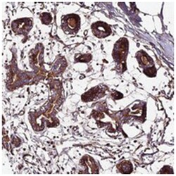 BEX4, Rabbit, Polyclonal Antibody, Abnova 100 &mu;L | Buy Online | Abnova Corporation | Fisher Scientific