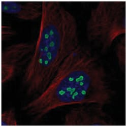 ACTL6B Rabbit anti-Human, Polyclonal Antibody, Abnova 100&mu;L; Unlabeled:Antibodies,