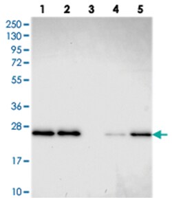 GDF6 Rabbit anti-Human, Polyclonal Antibody, Abnova 100&mu;L; Unlabeled:Antibodies,