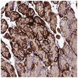 GDF6 Rabbit anti-Human, Polyclonal Antibody, Abnova 100&mu;L; Unlabeled:Antibodies,