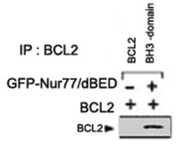 BCL2 Rabbit anti-Human, Polyclonal Antibody, Abnova 400 &mu;L | Buy Online | Abnova Corporation | Fisher Scientific