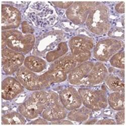 SCRT1, Rabbit, Polyclonal Antibody, Abnova 100&mu;L; Unlabeled:Antibodies,