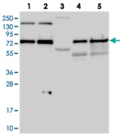 TXLNA Rabbit anti-Human, Polyclonal Antibody, Abnova 100&mu;L; Unlabeled:Antibodies,