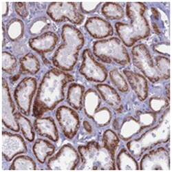 C2orf65, Rabbit, Polyclonal Antibody, Abnova 100&mu;L; Unlabeled:Antibodies,