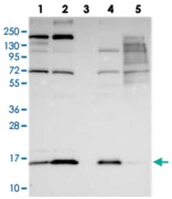 COX20 Rabbit anti-Human, Polyclonal Antibody, Abnova 100 &mu;L | Buy Online | Abnova Corporation | Fisher Scientific
