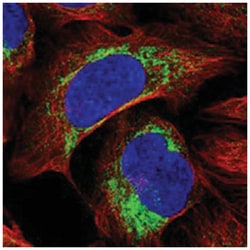 COX20 Rabbit anti-Human, Polyclonal Antibody, Abnova 100 &mu;L | Buy Online | Abnova Corporation | Fisher Scientific