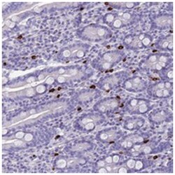 IL17REL, Rabbit, Polyclonal Antibody, Abnova 100&mu;L; Unlabeled:Antibodies,