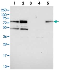 APBA3 Rabbit anti-Human, Polyclonal Antibody, Abnova 100&mu;L; Unlabeled:Antibodies,