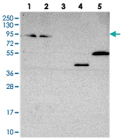 ZNF235, Rabbit, Polyclonal Antibody, Abnova 100 &mu;L | Buy Online | Abnova Corporation | Fisher Scientific