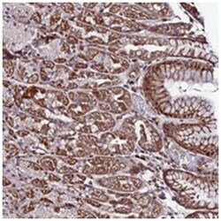 FAM123C, Rabbit, Polyclonal Antibody, Abnova 100&mu;L; Unlabeled:Antibodies,