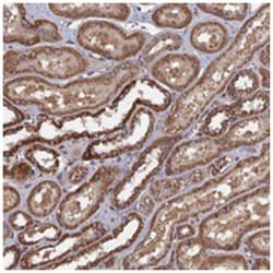 SPANXN4, Rabbit, Polyclonal Antibody, Abnova 100 &mu;L | Buy Online | Abnova Corporation | Fisher Scientific