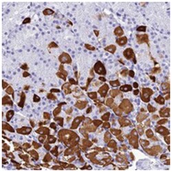 ZNF442, Rabbit, Polyclonal Antibody, Abnova 100 &mu;L | Buy Online | Abnova Corporation | Fisher Scientific