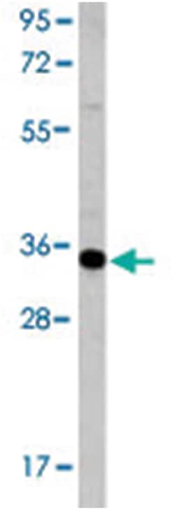 CASP6 Rabbit anti-Human, Mouse, Polyclonal Antibody, Abnova 400 &mu;L | Buy Online | Abnova Corporation | Fisher Scientific