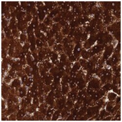 IFLTD1 Rabbit anti-Human, Polyclonal Antibody, Abnova 100 &mu;L | Buy Online | Abnova Corporation | Fisher Scientific