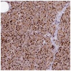 HNRPLL Rabbit anti-Human, Polyclonal Antibody, Abnova 100&mu;L; Unlabeled:Antibodies,