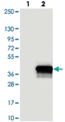 C1orf35 Rabbit anti-Human, Polyclonal Antibody, Abnova 100 &mu;L | Buy Online | Abnova Corporation | Fisher Scientific
