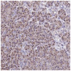 C3orf75, Rabbit, Polyclonal Antibody, Abnova 100 &mu;L | Buy Online | Abnova Corporation | Fisher Scientific