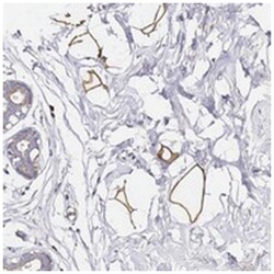 C19orf12, Rabbit, Polyclonal Antibody, Abnova 100&mu;L; Unlabeled:Antibodies,