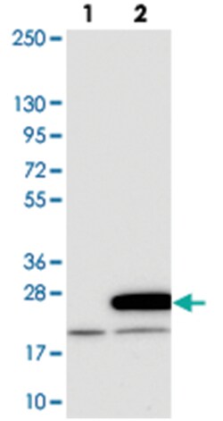 MRPL20 Rabbit anti-Human, Polyclonal Antibody, Abnova 100 &mu;L | Buy Online | Abnova Corporation | Fisher Scientific