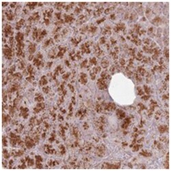 CNPY1, Rabbit, Polyclonal Antibody, Abnova 100&mu;L; Unlabeled:Antibodies,