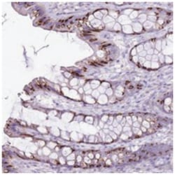 SLC38A5, Rabbit, Polyclonal Antibody, Abnova 100 &mu;L | Buy Online | Abnova Corporation | Fisher Scientific