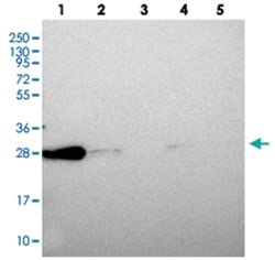 CHCHD6 Rabbit anti-Human, Polyclonal Antibody, Abnova 100 &mu;L | Buy Online | Abnova Corporation | Fisher Scientific