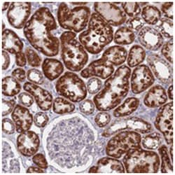 CHCHD6 Rabbit anti-Human, Polyclonal Antibody, Abnova 100 &mu;L | Buy Online | Abnova Corporation | Fisher Scientific