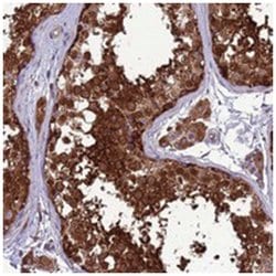 ZC3HAV1 Rabbit anti-Human, Polyclonal Antibody, Abnova 100&mu;L; Unlabeled:Antibodies,