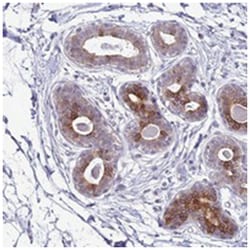 SLC15A3, Rabbit, Polyclonal Antibody, Abnova 100&mu;L; Unlabeled:Antibodies,