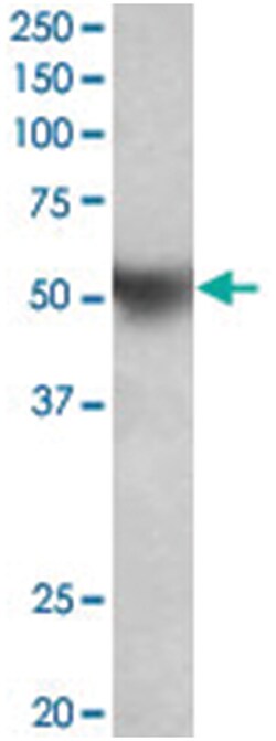 APOH, Goat, Polyclonal Antibody, Abnova 100 &mu;g | Buy Online | Abnova Corporation | Fisher Scientific