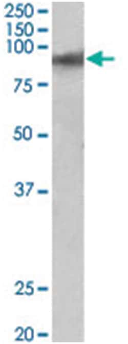 ZNF652, Goat, Polyclonal Antibody, Abnova 100 &mu;g | Buy Online | Abnova Corporation | Fisher Scientific