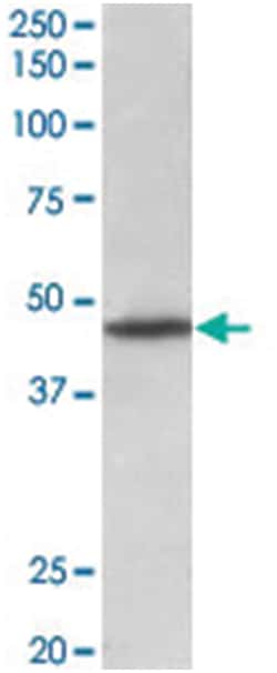 GPR83 Goat anti-Human, Mouse, Rat, Polyclonal Antibody, Abnova 100&mu;g;