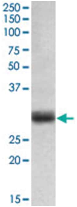 FGF5 (isoform 1), Goat, Polyclonal Antibody, Abnova 100 &mu;g | Buy Online | Abnova Corporation | Fisher Scientific