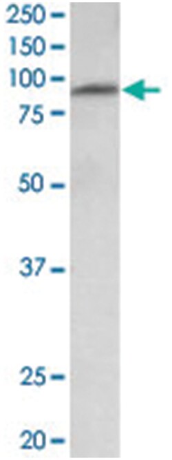MFSD6, Goat, Polyclonal Antibody, Abnova 100 &mu;g | Buy Online | Abnova Corporation | Fisher Scientific