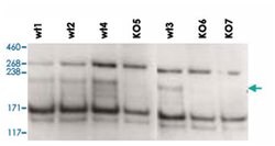 ZCCHC11 Goat anti-Rat, Polyclonal Antibody, Abnova 100&mu;g; Unlabeled:Antibodies,