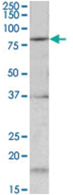 Kcnc3, Goat, Polyclonal Antibody, Abnova 100 &mu;g | Buy Online | Abnova Corporation | Fisher Scientific