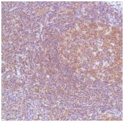 BCL10 Rabbit anti-Human, Polyclonal Antibody, Abnova 100 &mu;L | Buy Online | Abnova Corporation | Fisher Scientific