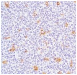 CD68 Rabbit anti-Human, Polyclonal Antibody, Abnova 100 &mu;L | Buy Online | Abnova Corporation | Fisher Scientific