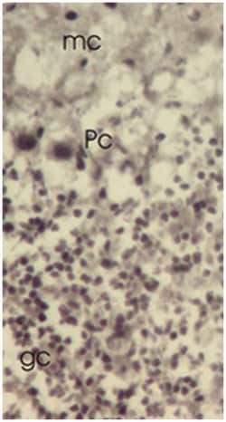 TXNL1, Rabbit, Polyclonal Antibody, Abnova 400&mu;L; Unlabeled:Antibodies,
