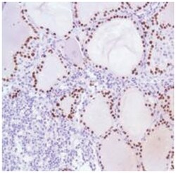 TTF1 Rabbit anti-Human, Polyclonal Antibody, Abnova 100 &mu;L | Buy Online | Abnova Corporation | Fisher Scientific