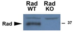 RRAD, Goat, Polyclonal Antibody, Abnova 100 &mu;g | Buy Online | Abnova Corporation | Fisher Scientific