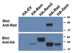 RRAD, Goat, Polyclonal Antibody, Abnova 100 &mu;g | Buy Online | Abnova Corporation | Fisher Scientific