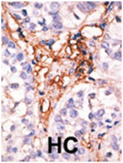 APOBEC3G Rabbit anti-Human, Polyclonal Antibody, Abnova 400&mu;L; Unlabeled:Antibodies,