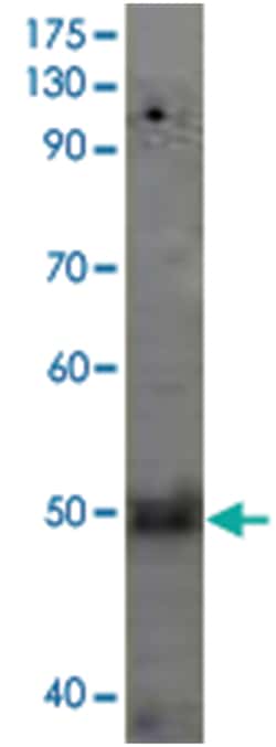 F2RL1 Rabbit anti-Human, Mouse, Rat, Polyclonal Antibody, Abnova 100&mu;g;