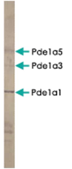 Pde1a, Rabbit, Polyclonal Antibody, Abnova 100 &mu;g | Buy Online | Abnova Corporation | Fisher Scientific