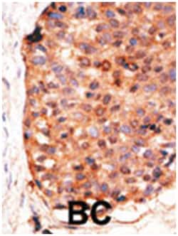 APOBEC3G Rabbit anti-Human, Polyclonal Antibody, Abnova 400 &mu;L | Buy Online | Abnova | Fisher Scientific