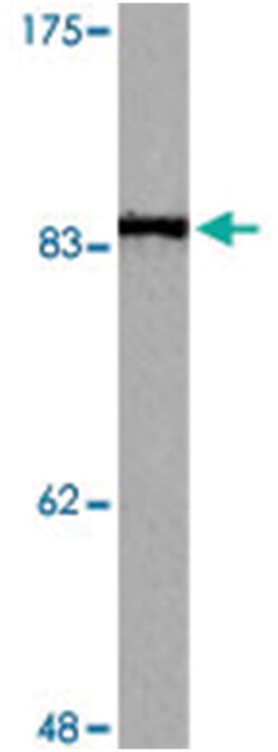 PIK3R1 (phospho Y607), Rabbit anti-Human, Polyclonal Antibody, Abnova 100&mu;L;